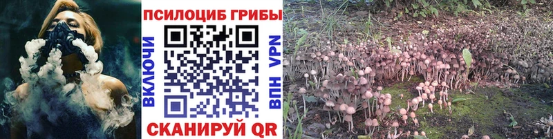 хочу   Сунжа  Псилоцибиновые грибы MAGIC MUSHROOMS 